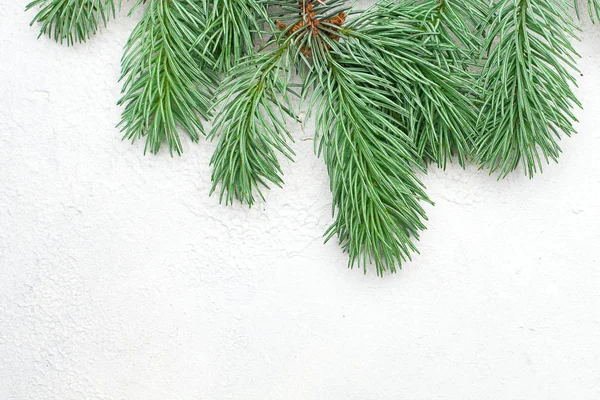 Зеленая ветка елки на белой штукатурке лепнина бетонной текстуры — стоковое фото