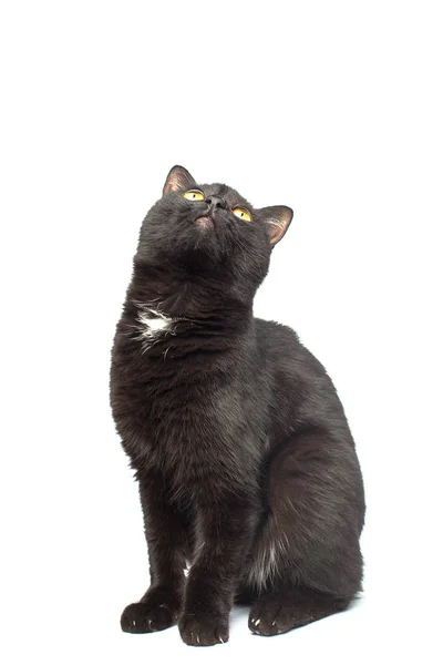 Černá kočka sedí a dívá se na sebe, izolovaná na bílém pozadí — Stock fotografie