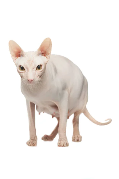 Pregnant Sphynx hairless cat posing on a white background