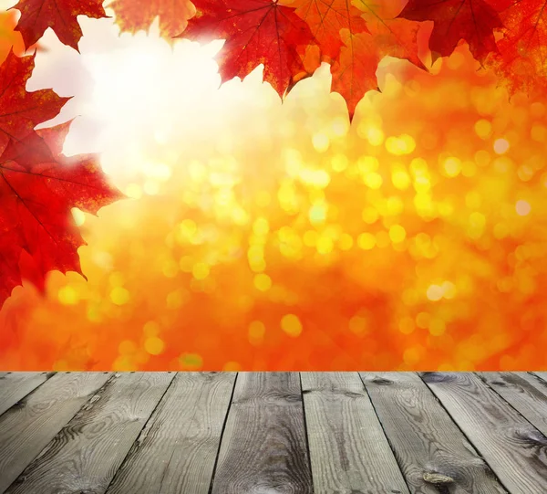 Autumn background. Colorful red fall maple leaves — Stock Photo, Image