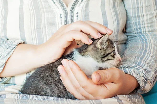 Close up of cute kitty in woman`s hands. Mature woman holding a cat — Stock Photo, Image