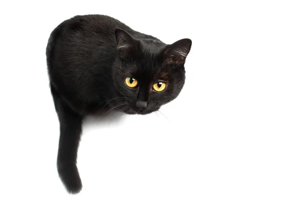 Black Cat sitting and looking up at the camera isolated on white — Stock Photo, Image