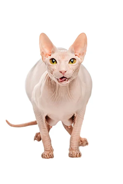 Fat predator Sphynx hairless cat posing on a white background