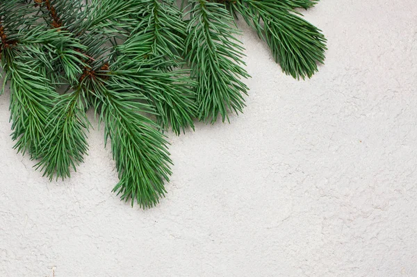 Christmas tree branch on white plaster stucco concrete texture — Stock Photo, Image