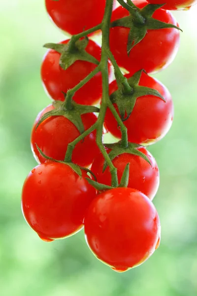 Los tomates cuelgan de una rama con fondo verde al aire libre — Foto de Stock