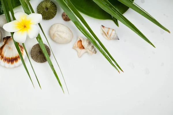 Wellness-Konzept auf weißem Hintergrund, Palmenblättern, tropischer Blume — Stockfoto
