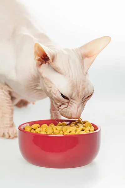 Holý kocour Don Sphynx plemeno s růžovou nahou kůží jídlo ze suché kočky — Stock fotografie