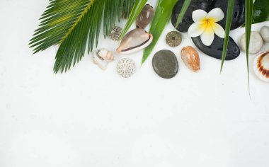 Beyaz arka planda spa konsepti, palmiye yaprakları, tropikal çiçek