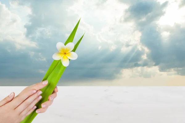 Mani femminili isolate. Belle mani donna con unghie francesi naturali — Foto Stock