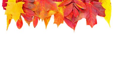 Sonbahar yaprakları. Kırmızı ile renkli kompozisyon kenarlığı 