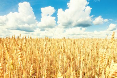 Sarı buğday ve mavi gökyüzü ile sonbahar tarlası