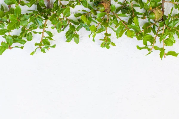 Christmas holly leaves border on white stucco texture background