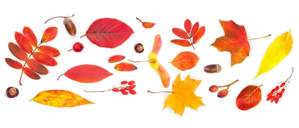 Fundo de outono. Folhas de outono coloridas isoladas — Fotografia de Stock