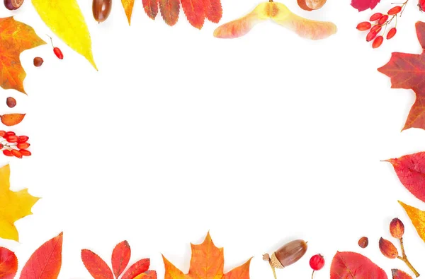 Fronteira do outono. Composição das folhas de queda isolada no fundo branco — Fotografia de Stock