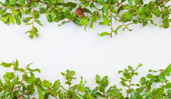 Hojas de acebo verde borde sobre fondo de estuco blanco —  Fotos de Stock