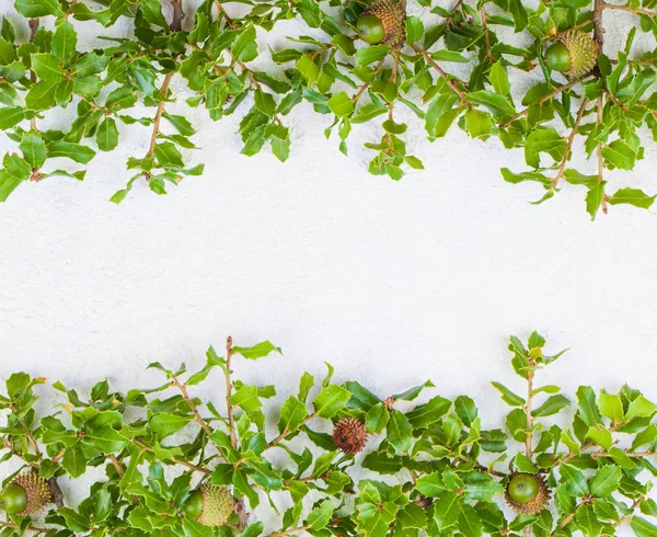 Christmas holly leaves garland on white stucco background textur