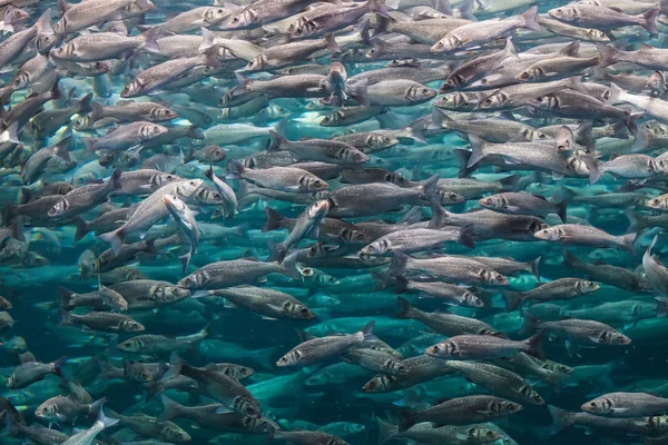 Foto submarina con muchos peces labrax . —  Fotos de Stock