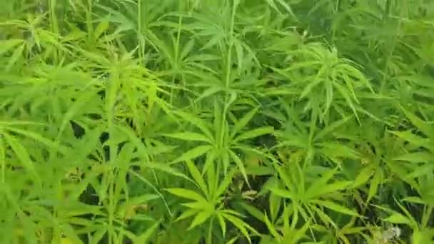 Plantas Marihuana Verde Creciendo Campo Narcóticos Ganja Plantas Agricultura Gente — Vídeo de stock