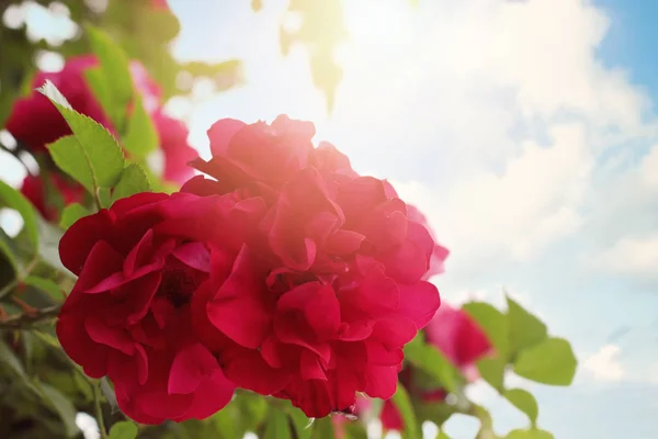 Piros rózsa kék ég háttér. Vörös rózsa és levelek közelsége — Stock Fotó