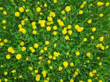 Baharda çimenli sarı karahindiba çiçeklerinin üst manzarası. 