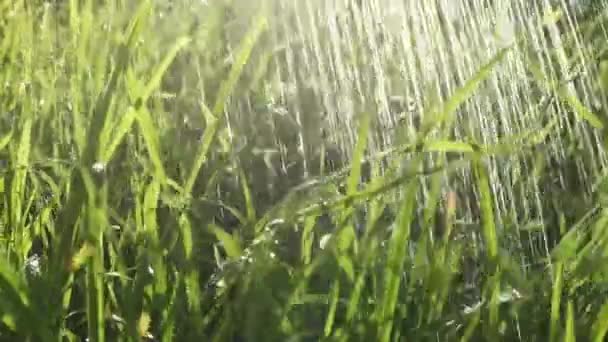 Zielona Trawa Naturalne Światło Tle Płynącej Wody Kraj Wiejski — Wideo stockowe
