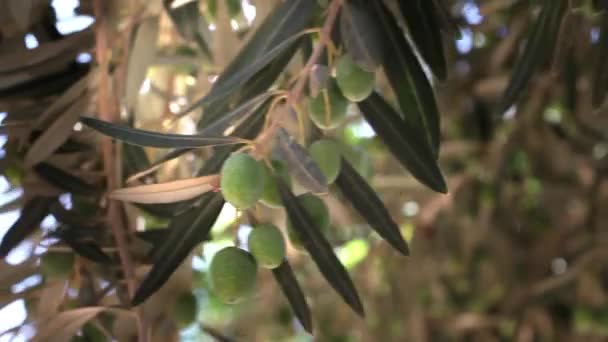 Las Ramas Olivo Con Aceitunas Verdes Oscilan Viento Contra Sol — Vídeo de stock