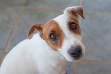 Şirin köpek Jack Russell Terrier. 