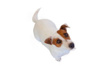 Köpek evcil hayvanı Jack Russell Terrier beyaz arka planda izole edilmiş.
