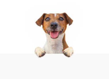 Beyaz arkaplanda boş beyaz pankartı olan sevimli köpek.