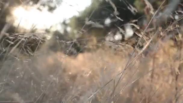 Gras Met Wind Bij Zonsondergang Wild Gras Zwaaien Van Wind — Stockvideo