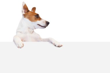 Köpek Jack Russell Terrier ve beyaz arka planda izole edilmiş beyaz pankart