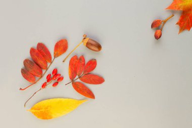 Sonbahar arkaplanı. Gri arkaplanda kırmızı yapraklar ve böğürtlenlerle sonbahar kompozisyonu 