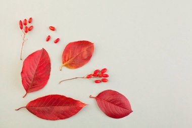 Sonbahar sınırı. Gri arkaplanda kırmızı yapraklar ve böğürtlenlerle sonbahar kompozisyonu 