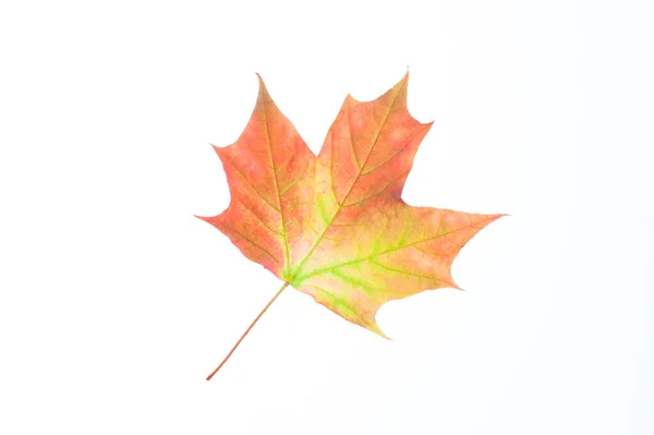 Otoño Caída Hoja Arce Aislado Sobre Fondo Blanco — Foto de Stock