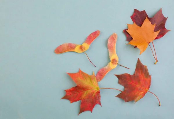 Frontera Composición Otoñal Con Hojas Arce Otoño Rojo Frutos Secos — Foto de Stock