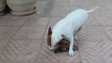 Jack Russell Terrier 'ın oynamayı sevdiği iki köpek. Köpekler dışarıda birlikte oynuyorlar.