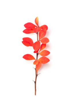 Kırmızı sonbahar dalları ve beyaz arka planda kırmızı sonbahar yaprakları