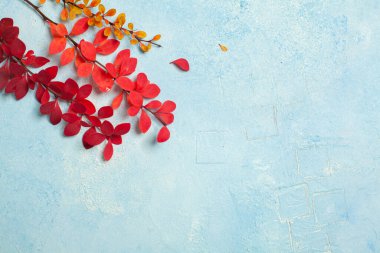 Açık mavi alçı üzerinde kırmızı sonbahar yaprakları ile sonbahar kompozisyonu kopyalama alanı ile