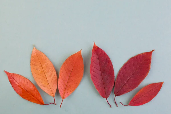 Herbst Hintergrundkomposition Mit Roten Und Orangen Herbstblättern Auf Blauem Hintergrund — Stockfoto