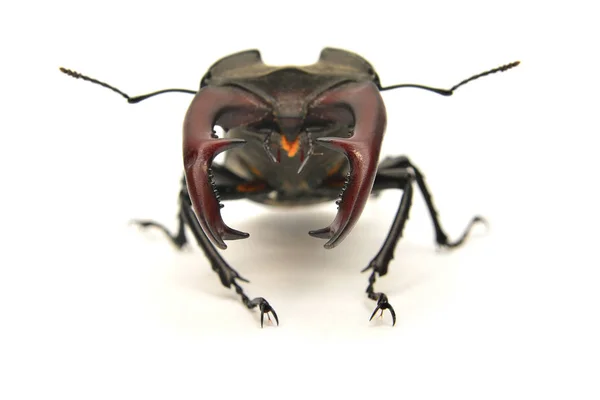 Stag Beetle Lucanus Cervus Üzerinde Beyaz Izole — Stok fotoğraf