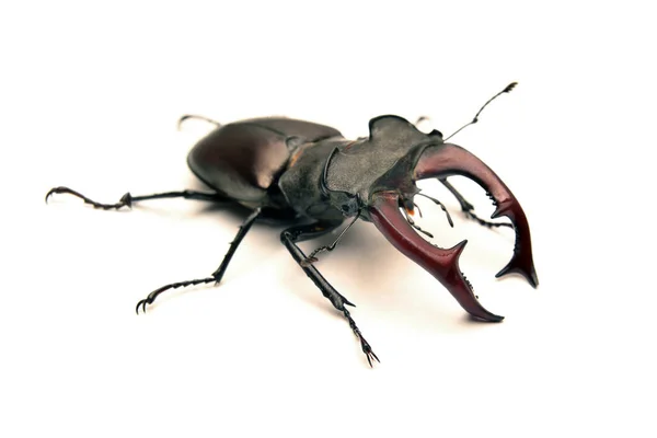 Stag Beetle Lucanus Cervus Isolated Whit — Stock Photo, Image