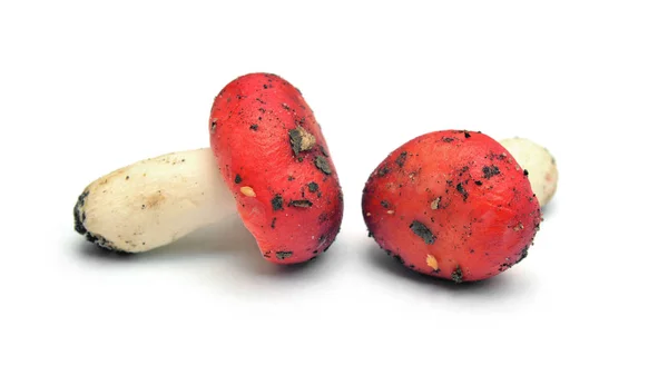 Red Cap Russula Mushroom Isolated White — Stock Photo, Image