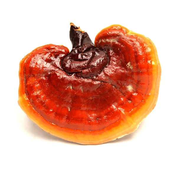 Ganoderma Lucidium mantar, ligzhi veya reishi tıbbi mantar olarak bilinen