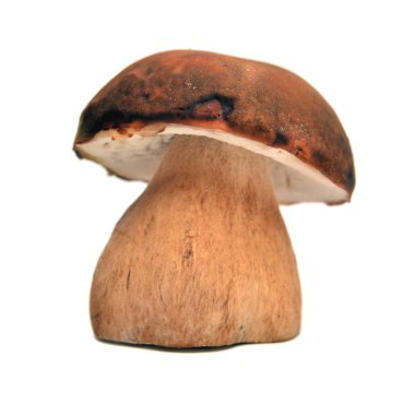 karanlık cep bolete, boletus aereus beyaz izole