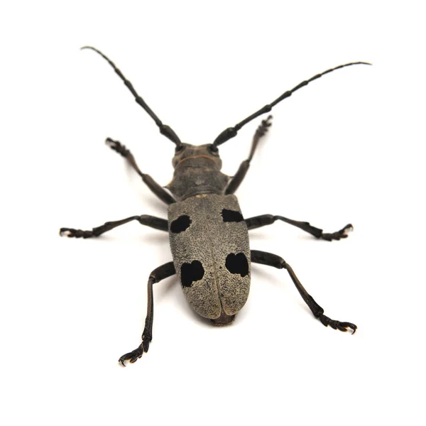 Morimus Funereus Beetle Isolated White — Stock Photo, Image