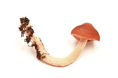 Redlead bilinen Leratiomyces ceres, yuvarlak başlı mantar