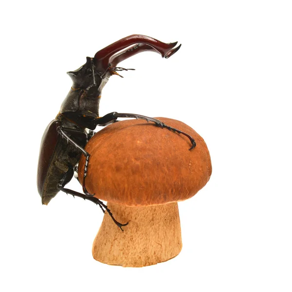 Escaravelho Lucanus Cogumelo Boletus Edulis Sobre Branco — Fotografia de Stock