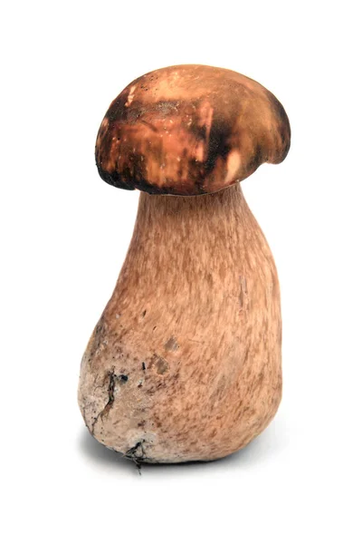 Bolete Cep Escuro Boletus Aereus Isolado Whit — Fotografia de Stock