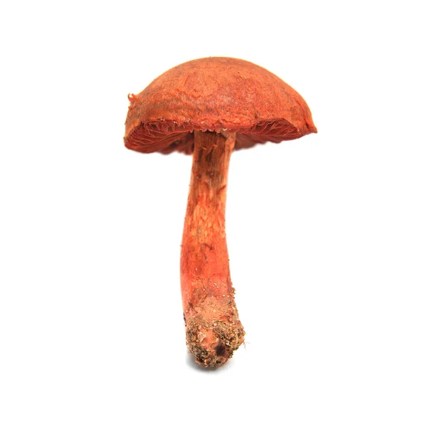 Cortinarius Phoeniceus Champignon Isolé Sur Blanc — Photo