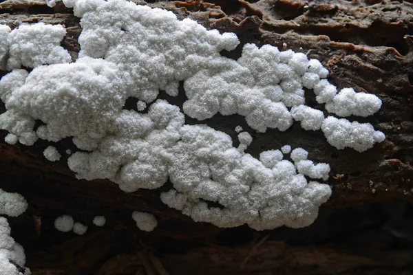 Ceratiomyxa Porioides Μύκητα Στο Κούτσουρο Δέντρο — Φωτογραφία Αρχείου